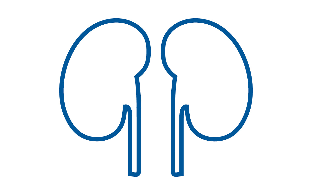 Kidney outline illustration