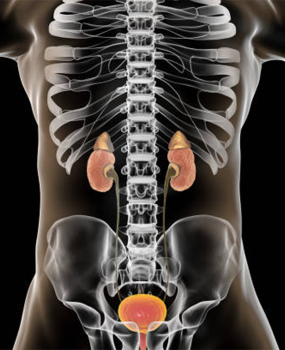 Black background with a translucent body. Kidneys and bladder are in orange with the kidneys on either side of the spine and the bladder in the pelvis. 