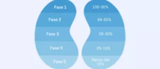 5 Fases del ERC