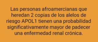 Las personas afroamercianas que heredan 2 copias de los alelos de riesgo APOL 1 tienen una probabilidad signficativamente mayor de padecer una enfermedad renal cronica