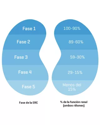 5 fases del ERC