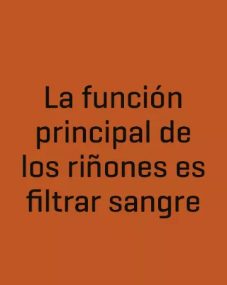 La function principal de los rinones es filtrar sangre