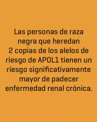 Las personas de raza negra que heredan 2 copias de los alelos de riesgo de APOL1 tienen un riesgo significativamente mayor de padecer enfermedad renal cronica