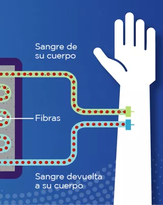 Sangre de su cuerpo pasas pas las fibras y devuelta a su cuerpo