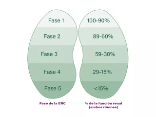 5 fases del ERC
