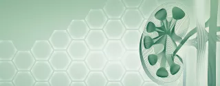 Stylistic image of a kidney cross-section