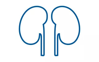 Kidney outline illustration