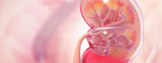 Illustration of Kidney